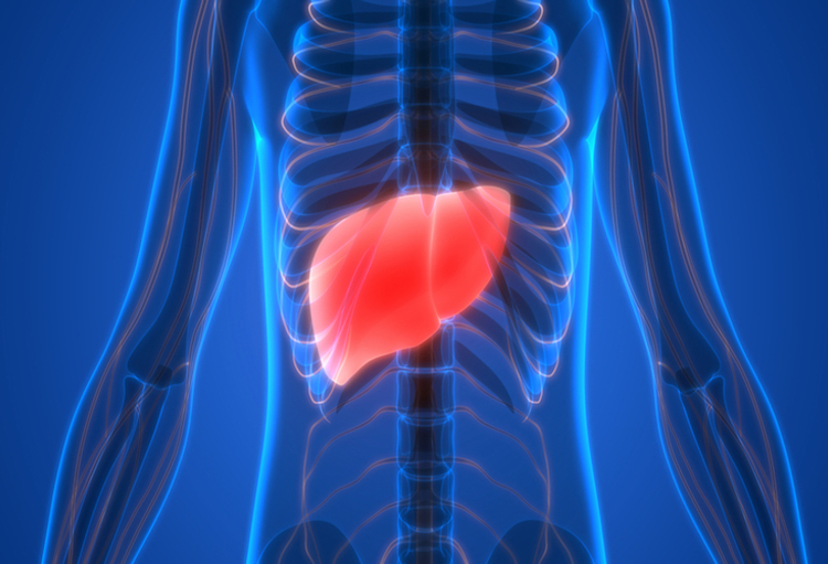 Oncologie : des chercheurs belges découvrent une nouvelle piste pour le traitement du cancer du foi...