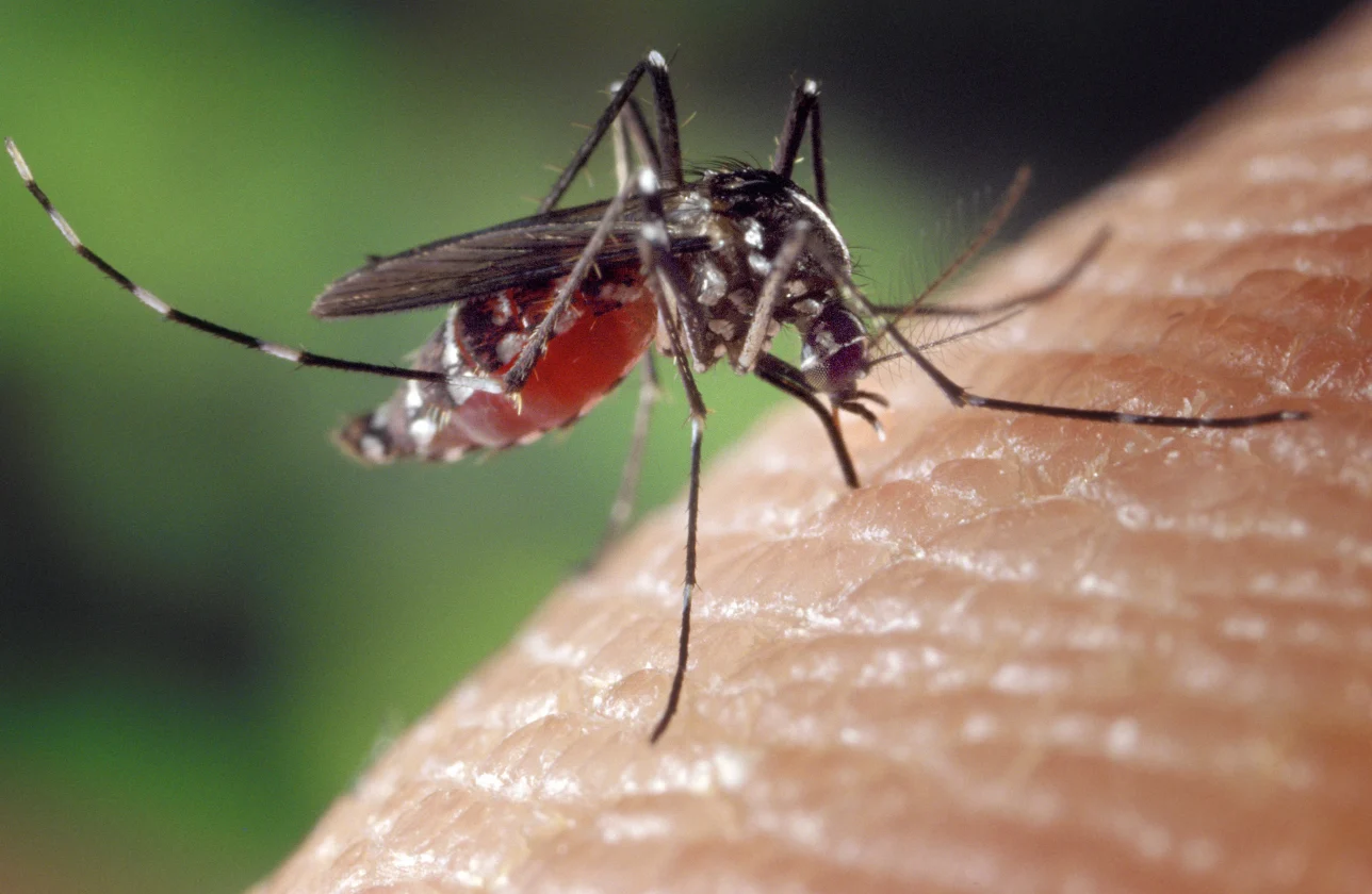 L’énigme des piqûres résolue : le microbiote cutané et les odeurs corporelles révèlent pourquoi les moustiques ciblent certaines personnes